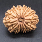 🌿 14 Mukhi Nepali Rudraksha (Natural & Certified). Medium