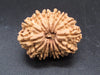 🌿 14 Mukhi Nepali Rudraksha (Natural & Certified). Medium