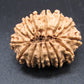 🌿 14 Mukhi Nepali Rudraksha (Natural & Certified). Medium