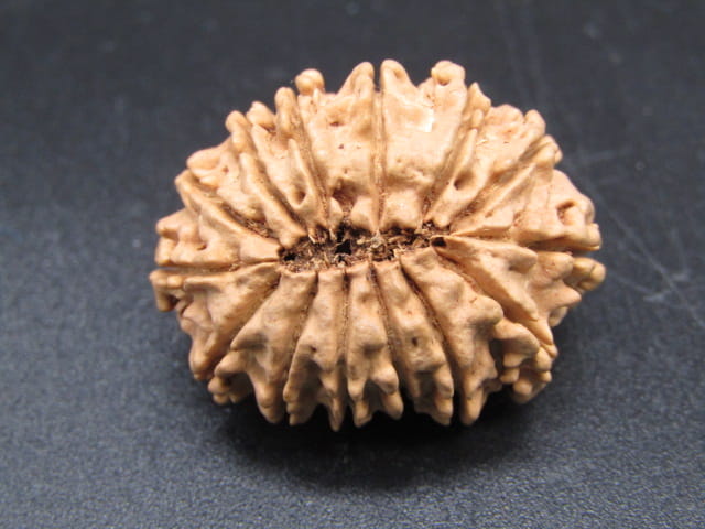 🌿 14 Mukhi Nepali Rudraksha (Natural & Certified). Medium