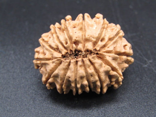 🌿 14 Mukhi Nepali Rudraksha (Natural & Certified). Medium