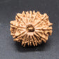 🌿 14 Mukhi Nepali Rudraksha (Natural & Certified). Medium