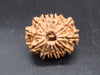 🌿 14 Mukhi Nepali Rudraksha (Natural & Certified). Medium