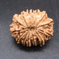 🌿 14 Mukhi Nepali Rudraksha (Natural & Certified). Medium