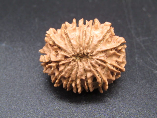 🌿 14 Mukhi Nepali Rudraksha (Natural & Certified). Medium