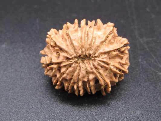 🌿 14 Mukhi Nepali Rudraksha (Natural & Certified). Medium