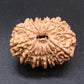 🌿 14 Mukhi Nepali Rudraksha (Natural & Certified). Medium