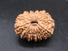 🌿 14 Mukhi Nepali Rudraksha (Natural & Certified). Medium