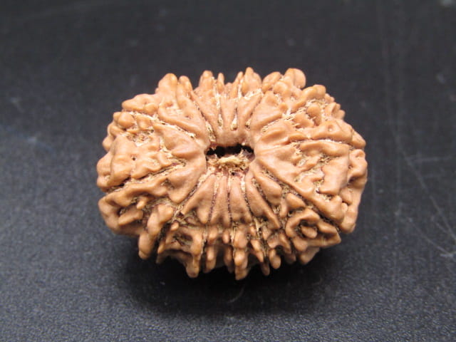 🌿 14 Mukhi Nepali Rudraksha (Natural & Certified). Medium