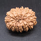 🌿 14 Mukhi Nepali Rudraksha (Natural & Certified). Medium