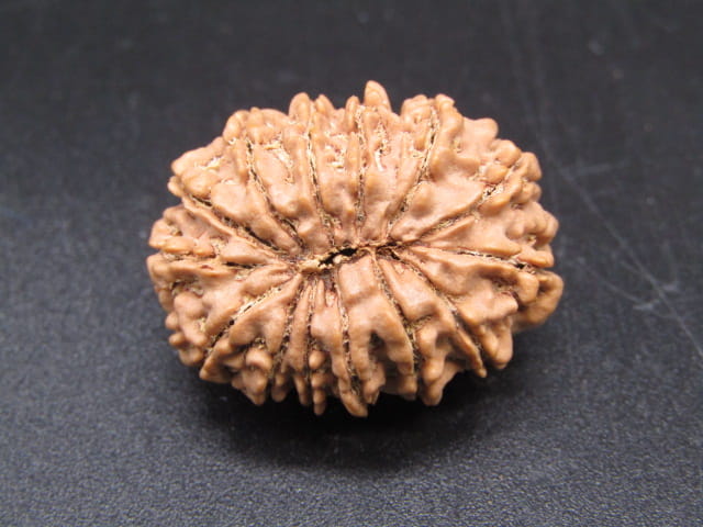🌿 14 Mukhi Nepali Rudraksha (Natural & Certified). Medium