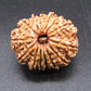 🌿 14 Mukhi Nepali Rudraksha (Natural & Certified). Medium