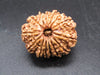 🌿 14 Mukhi Nepali Rudraksha (Natural & Certified). Medium