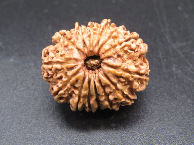 🌿 14 Mukhi Nepali Rudraksha (Natural & Certified). Medium