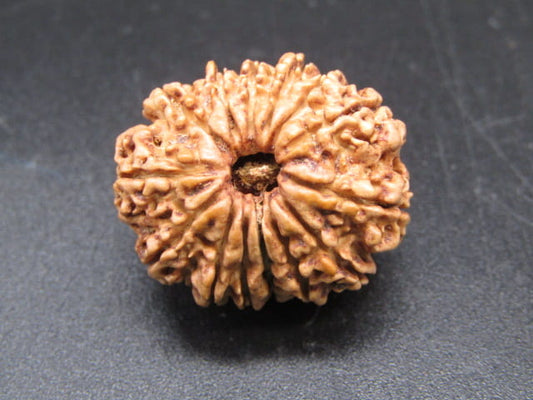 🌿 14 Mukhi Nepali Rudraksha (Natural & Certified). Medium