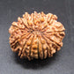 🌿 14 Mukhi Nepali Rudraksha (Natural & Certified). Medium