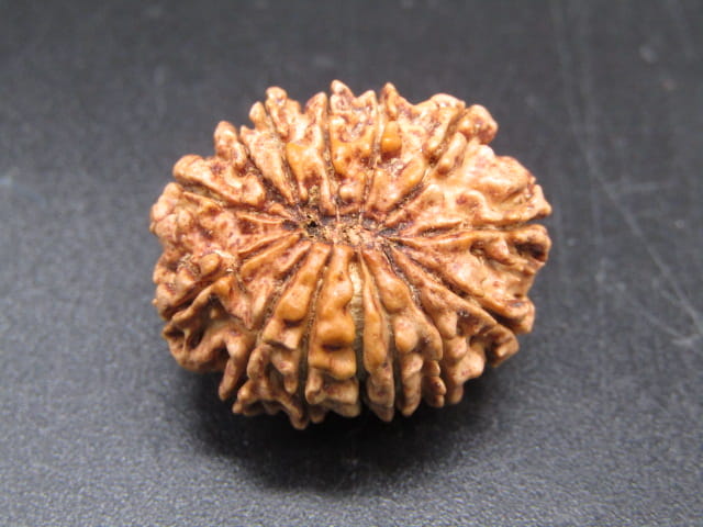 🌿 14 Mukhi Nepali Rudraksha (Natural & Certified). Medium