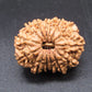 🌿 14 Mukhi Nepali Rudraksha (Natural & Certified). Medium