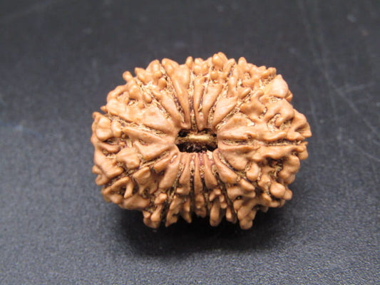 🌿 14 Mukhi Nepali Rudraksha (Natural & Certified). Medium