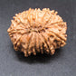 🌿 14 Mukhi Nepali Rudraksha (Natural & Certified). Medium
