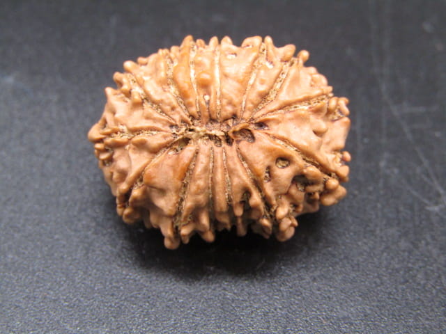 🌿 14 Mukhi Nepali Rudraksha (Natural & Certified). Medium