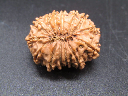 🌿 14 Mukhi Nepali Rudraksha (Natural & Certified). Medium