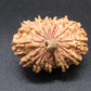 🌿 14 Mukhi Nepali Rudraksha (Natural & Certified). Medium