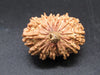🌿 14 Mukhi Nepali Rudraksha (Natural & Certified). Medium