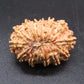 🌿 14 Mukhi Nepali Rudraksha (Natural & Certified). Medium