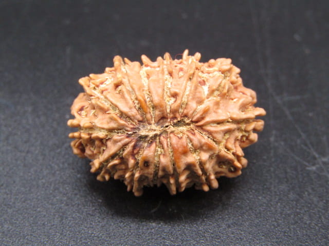 🌿 14 Mukhi Nepali Rudraksha (Natural & Certified). Medium