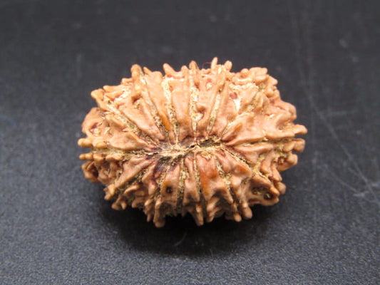 🌿 14 Mukhi Nepali Rudraksha (Natural & Certified). Medium
