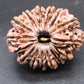 🌿 15 Mukhi Nepali Rudraksha (Natural & Certified). Antik