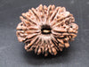 🌿 15 Mukhi Nepali Rudraksha (Natural & Certified). Antik