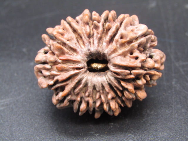 🌿 15 Mukhi Nepali Rudraksha (Natural & Certified). Antik