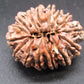 🌿 15 Mukhi Nepali Rudraksha (Natural & Certified). Antik