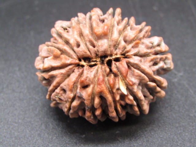 🌿 15 Mukhi Nepali Rudraksha (Natural & Certified). Antik
