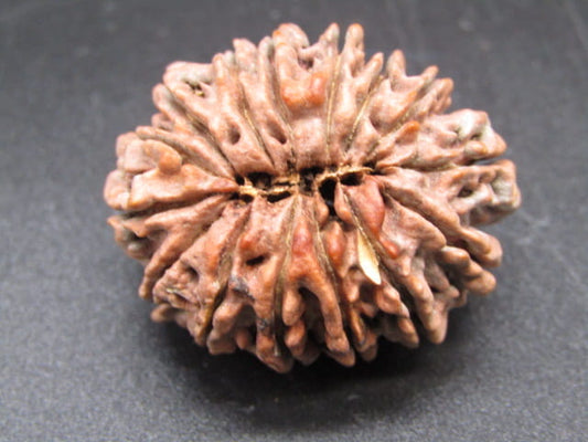 🌿 15 Mukhi Nepali Rudraksha (Natural & Certified). Antik