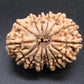 🌿 14 Mukhi Nepali Rudraksha (Natural & Certified). Antik