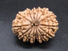 🌿 14 Mukhi Nepali Rudraksha (Natural & Certified). Antik