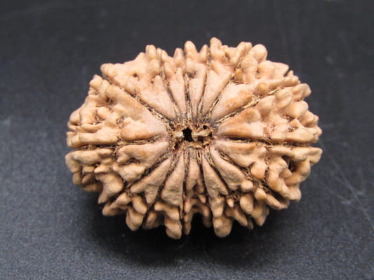🌿 14 Mukhi Nepali Rudraksha (Natural & Certified). Antik