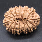 🌿 14 Mukhi Nepali Rudraksha (Natural & Certified). Antik