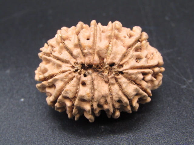 🌿 14 Mukhi Nepali Rudraksha (Natural & Certified). Antik