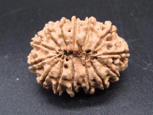 🌿 14 Mukhi Nepali Rudraksha (Natural & Certified). Antik