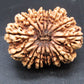 🌿 14 Mukhi Nepali Rudraksha (Natural & Certified). Antik