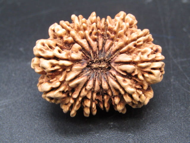 🌿 14 Mukhi Nepali Rudraksha (Natural & Certified). Antik