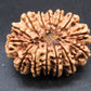 🌿 14 Mukhi Nepali Rudraksha (Natural & Certified). Antik
