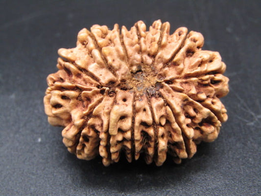 🌿 14 Mukhi Nepali Rudraksha (Natural & Certified). Antik