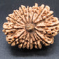 🌿 14 Mukhi Nepali Rudraksha (Natural & Certified). Antik