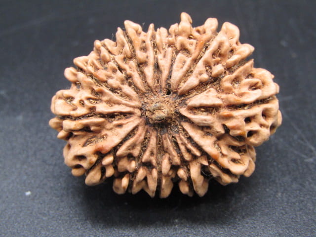 🌿 14 Mukhi Nepali Rudraksha (Natural & Certified). Antik