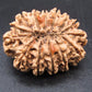 🌿 14 Mukhi Nepali Rudraksha (Natural & Certified). Antik